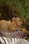Lion cubs and prey.